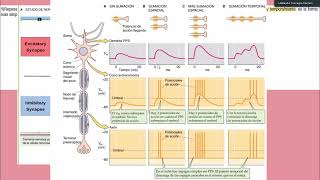 Guía de Autoestudio 2 UT10  Integración sináptica y plasticidad neuronal [upl. by Adalheid]