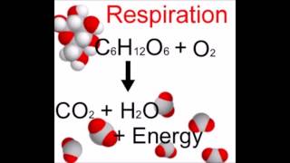 hydrolyse de carbonate [upl. by Wenoa60]