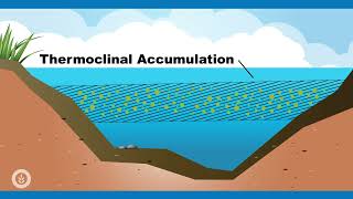 Algae Corner Algaecide Best Practices for Dissolved Oxygen [upl. by Artenahs]