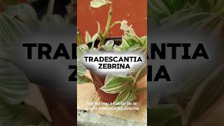 cuidados básicos de la planta tradescantia zebrina plantas tradescantiazebrina plants cuidados [upl. by Jareen]