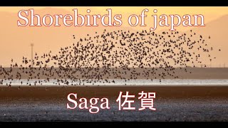 Shorebirds of Japan  シギ・チドリ  Aves limícolas do Japão [upl. by Rebliw]