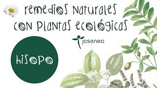 REMEDIOS NATURALES CON PLANTAS ECOLÓGICAS EL HISOPO [upl. by Ahseniuq787]