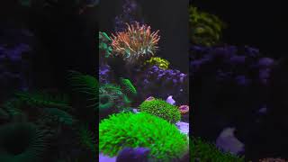 MY Fridmani fridmani reef Nanoreef reeftank fishreef [upl. by Fihsak]