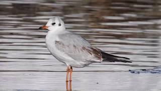 Skrattmås Blackheaded gull Chroicocephalus ridibundus Västerås Sweden [upl. by Millar]