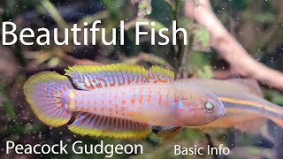 Peacock Gudgeon Basic Info [upl. by Burnsed]