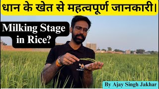 धान की बासमती क़िस्म के बारे में महत्वपूर्ण जानकारी  Milking Stage  Panicle Initiation [upl. by Murtha342]