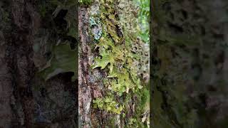 Lungwort lung lichen Lobaria pulmonaria 5500 ft Mitchell Trail NC [upl. by Groeg]