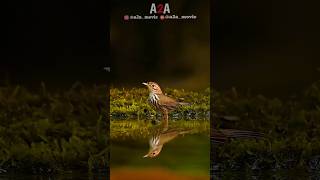 In first frame Puff throated babbler 2nd Rufous treepie 3rd Fantail reels reelsvideo viral [upl. by Tia]