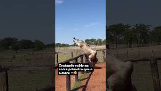 Os Tal Nelore Afamado 😂🇧🇷 agro gado mato fazenda lavoura sitio cavalo lidadecampo campo [upl. by Zobkiw]