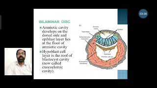 6 Formation of extraembryonic mesoderm and coelom amp bilaminar disc [upl. by Ydoow]