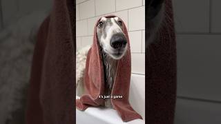 wash a noodle part 2 borzoi silkenwindhound puppy dogsofyoutube fyp shorts dogwash bathtime [upl. by Etnoek334]