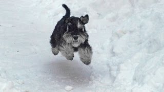 Miniature Schnauzer in Snow [upl. by Dygert]