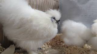 Trio of bantam white Silkie chickens [upl. by Kalfas]