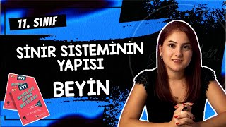 3 SİNİR SİSTEMİNİN YAPISI  BEYİN  11 SINIF  AYT BİYOLOJİ DERS NOTLARI  2024 [upl. by Rossi822]