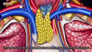 Gross anatomy of Thymus  Location and Relations [upl. by Sylado]