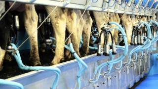 Fullwood QS parallel milking parlour [upl. by Esinahs]