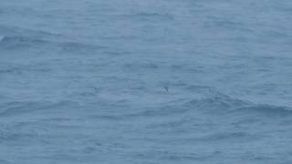 Feas Petrel Berry Head 11 July 2017 [upl. by Restivo]