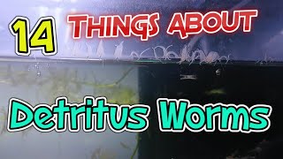 14 Things About Detritus Worms [upl. by Tse]