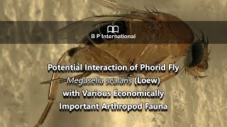 Potential Interaction of Phorid Fly Megaselia scalaris Loew with Economically Important Arthropods [upl. by Aksehcnarf868]