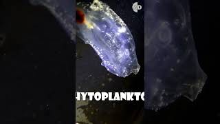 Salp Un misterioso habitante del océano [upl. by Merc]