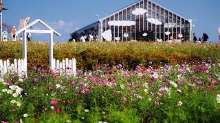 2024 横須賀 長井海の手公園 ソレイユの丘 秋晴れの賑わい [upl. by Chiang]