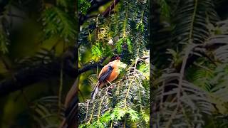 Rufous Sibia Singing natureworlds shortsvideo [upl. by Hselin]