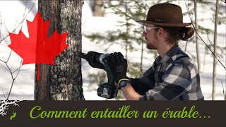 Comment Entailler un Érable  Enseigné par un arboriste [upl. by Dnomyaw]