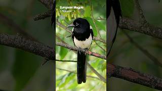 The striking European Magpie in Summer birds [upl. by Keiko]