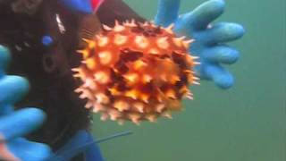 Pufferfish vs Porcupinefish Puffed Up [upl. by Gipson159]