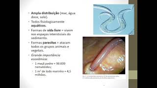 Aula 5  Platelmintos e nematelmintos  Zoologia zootencia [upl. by Einnoc667]