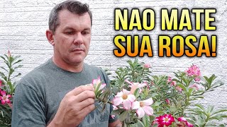 ✅DOIS ERROS que estão matando sua ROSA DO DESERTO em 2024 [upl. by Oiligriv564]