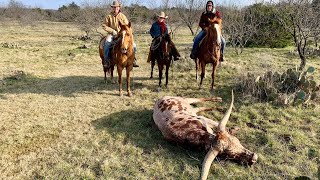 Barrett Gang Ropes Big Texas Longhorn Bull [upl. by Nitsur979]