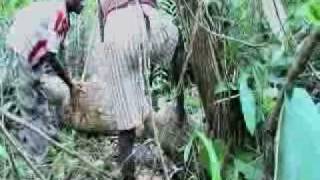 Asmat Drum New Guinea Part 1 of 2 [upl. by Peppy]