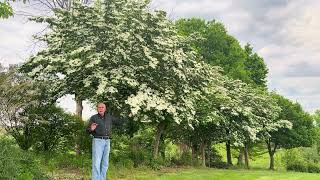 different Dogwood trees explained native vs hybrids [upl. by Aiden]