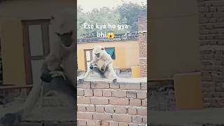 😱Ese kya ho gya bhai 🐒😱 [upl. by Ianahs]