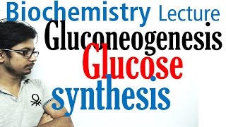 Gluconeogenesis pathway biochemistry [upl. by Ehcrop]