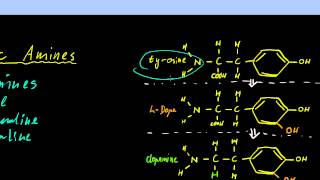 Part 11  Neurotransmitters and Neuromodulators [upl. by Leahicm]