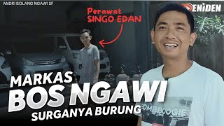 Owner SINGO EDAN Spil isi MARKAS ‼️ BLUSUKAN ke NGAWI SF eps01 [upl. by Pentheas686]