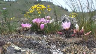 Lewisia rediviva without Bach [upl. by Otsuj]