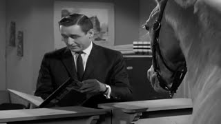 Mister Ed Season 1 Episode 24 1961 The Contest [upl. by Crichton]