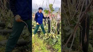 Harvesting winter melon process [upl. by Malia377]