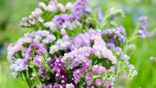 GrowALong Statice Limonium sinuatum [upl. by Lehcear]