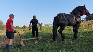 📢🚜Фараон PERCHERON виорює і везе картоплю 🥔🍟🥵 [upl. by Nomolos144]