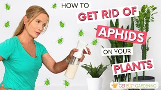 5 Tips to Get Rid of Aphids on Your Houseplants [upl. by Aihsit989]