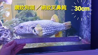 30cm鑽紋狗頭 網紋叉鼻魨 Arothron reticularis 河豚 Pufferfish pufferfish 河豚 [upl. by Carder]