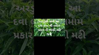 Ardusi Na Faydaઅરડુસી ના ચમત્કારિક ફાયદા [upl. by Yvette629]