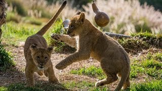 Lion Cubs Playing [upl. by Nahtahoj]