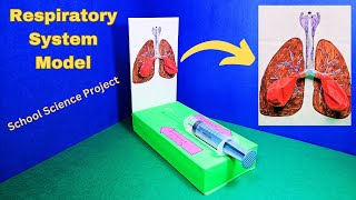 How To Make Respiratory System Model For School Science Project  Easy Science Project diy [upl. by Tenay]