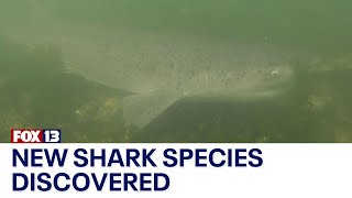 New shark species discovered in Puget Sound [upl. by Aihsoj]