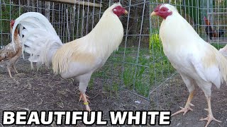 Ruble White Hatch Gator Blueface Black Jap Lacy Roundhead  CW FARM [upl. by Euseibbob761]